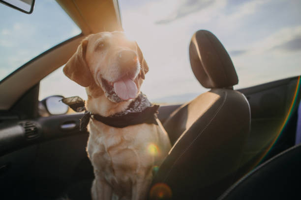 Photo of dog in a convertible on the traveling