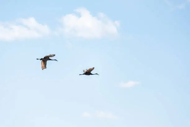 Two Sandhill crane birds flying isolated in sky above deep hole famous alligator lake pond in Myakka River State Park, Sarasota, Florida