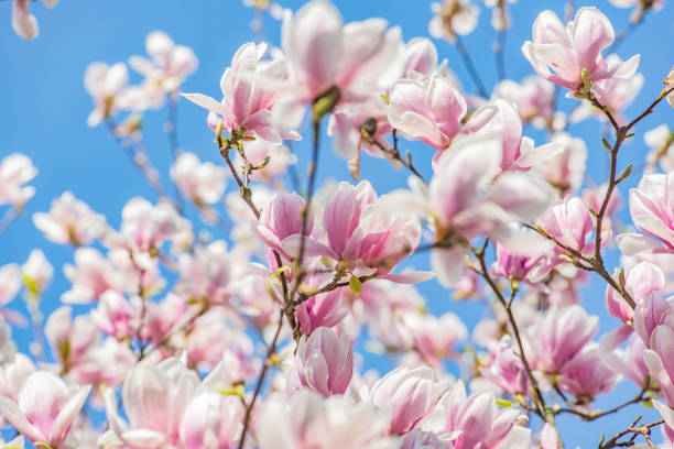 istock magnolia blossom in spring on blue sky 1073414614