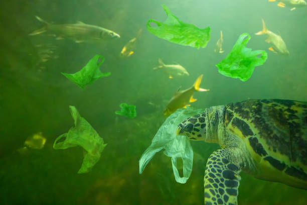 istock Sea Turtle eat plastic bag ocean pollution concept 1073416938