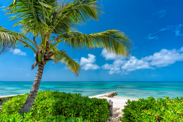 istock Sunny tropical beach with palm tree, clear ocean water 1073417054