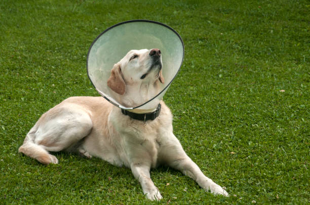 istock Labrador dog with medical collar 1073418696