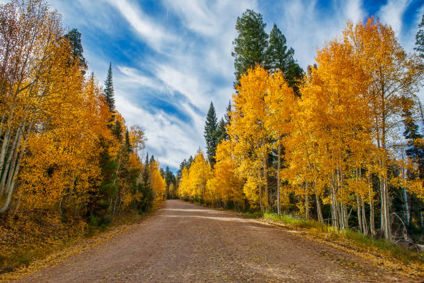 istock Autumn Road through Aspen 1073420462