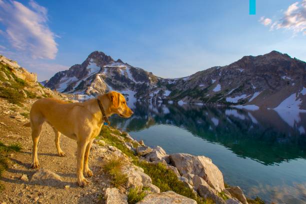 sawtooth mountains reflektiert im sägezahn-see in der nähe von sun valley, idaho - sun valley idaho stock-fotos und bilder