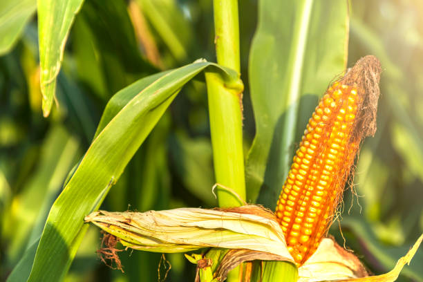 istock The corn plant in the field 1073429790