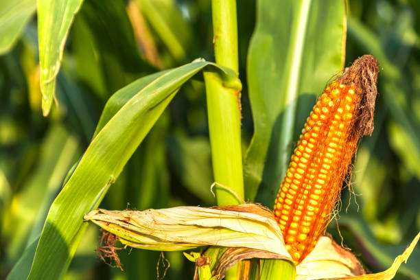 istock The corn plant in the field 1073429794
