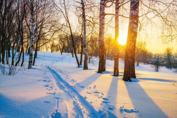 冬の森のスキー トラック - rural scene russia ski track footpath ストックフォトと画像