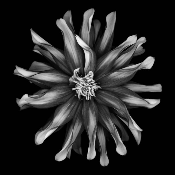 istock Monochrome Dahlia isolated on black background 1073443664