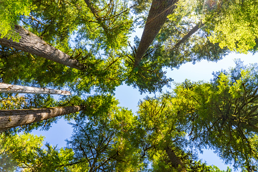 Full frame of tall evergreen pine trees