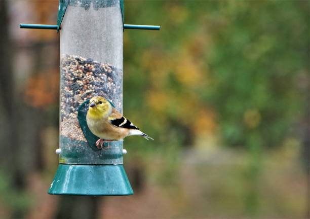istock American Goldfinch Bird 1073451996