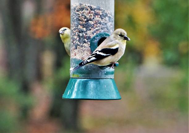istock American Goldfinch Bird 1073452048