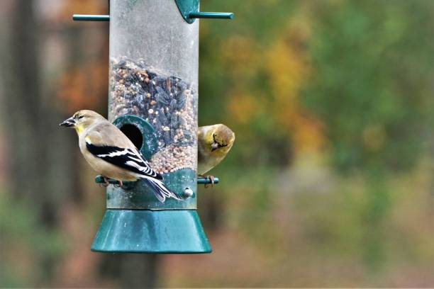 istock American Goldfinch Bird 1073452056