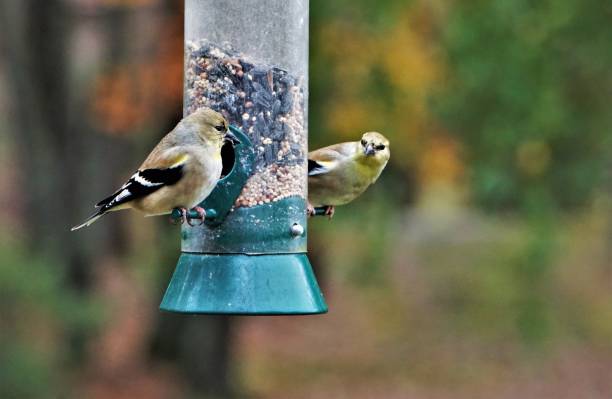 istock American Goldfinch Bird 1073452062