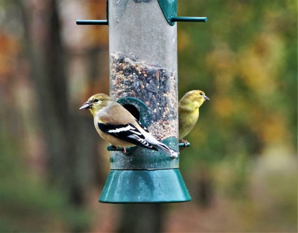 istock American Goldfinch Bird 1073452090