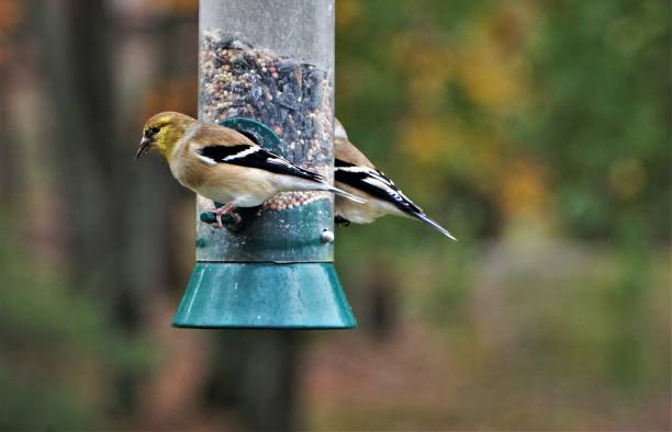 istock American Goldfinch Bird 1073452158