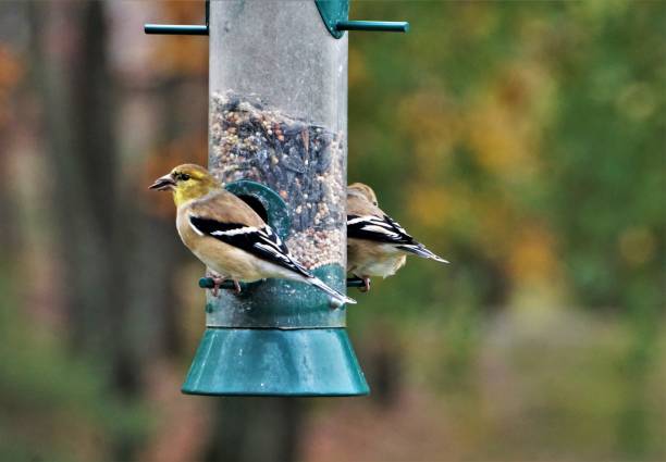 istock American Goldfinch Bird 1073452160