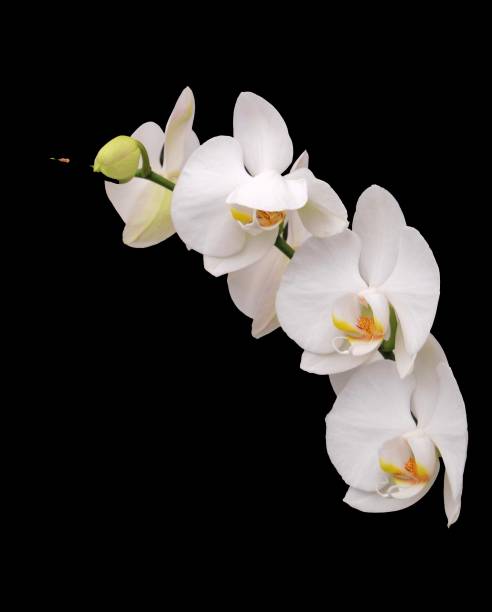 Branch of White Orchids stock photo