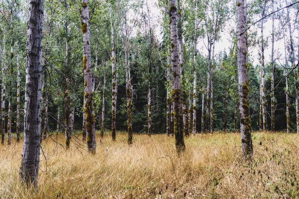 istock Autumn woodland forest with light showing 8 1073454580