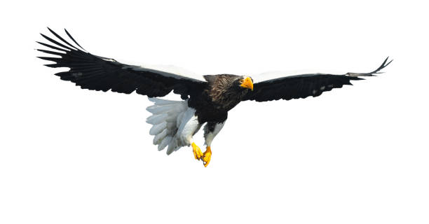 istock Adult Steller's sea eagle in flight. Isolated on white background. 1073455486