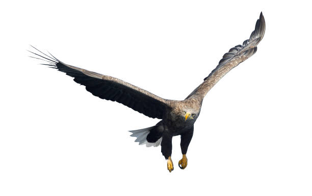 オジロワシ飛行中のワシ。正面から見た図。白い背景上に分離。 - white tailed eagle sea eagle eagle sea ストックフォトと画像