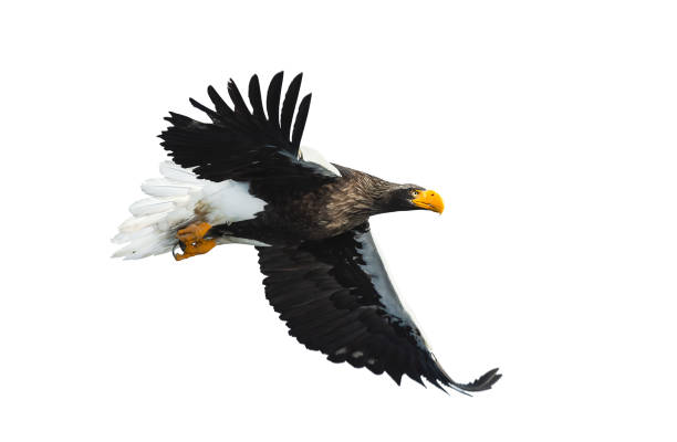istock Adult Steller's sea eagle in flight. Isolated on white background. 1073455548