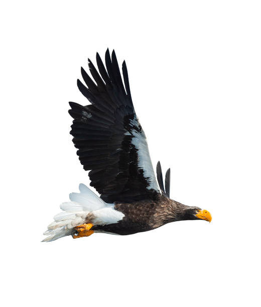 istock Adult Steller's sea eagle in flight. Isolated on white background. 1073455566
