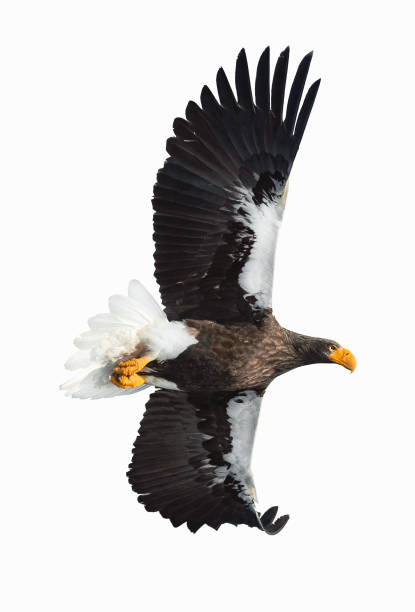 istock Adult Steller's sea eagle in flight. Isolated on white background. 1073455586