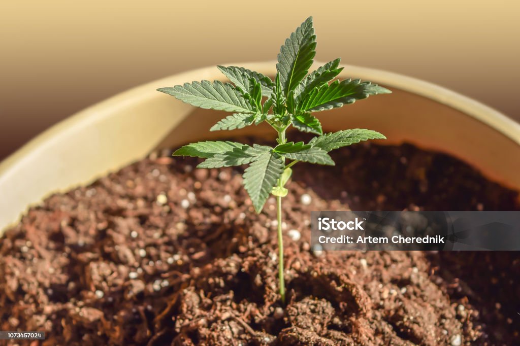 марихуана от ростка