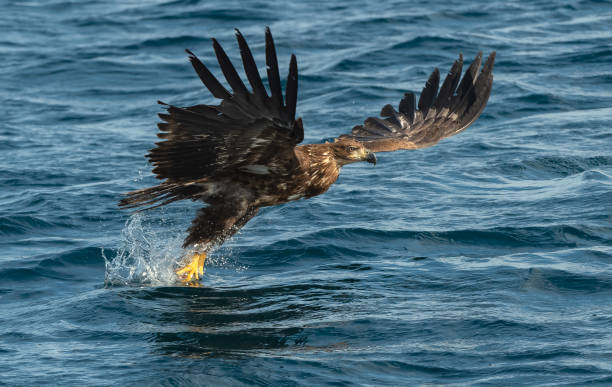 istock Juvenile White-tailed eagle fishing.  Ocean Background. 1073458602