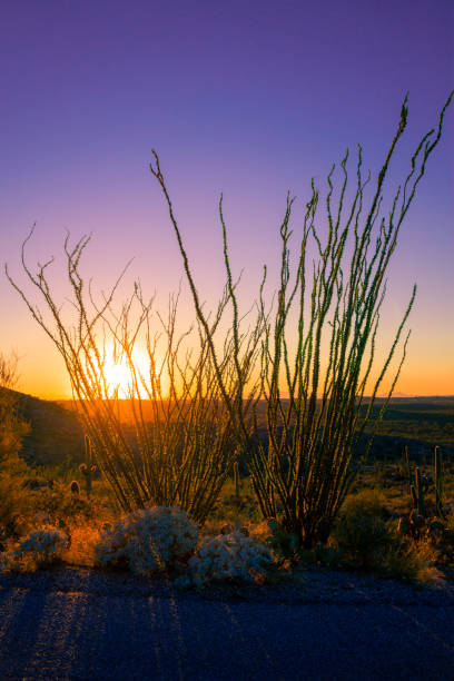 istock purple sunset behind desert bush 1073458776