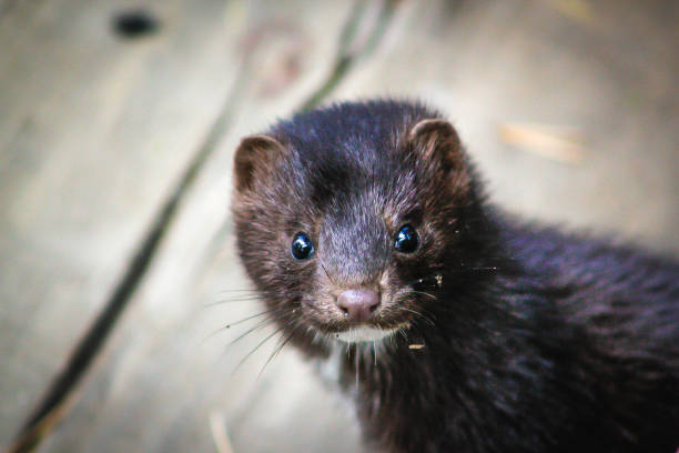 Curious mink curious mink looks straight into the camera lens animal whisker photos stock pictures, royalty-free photos & images