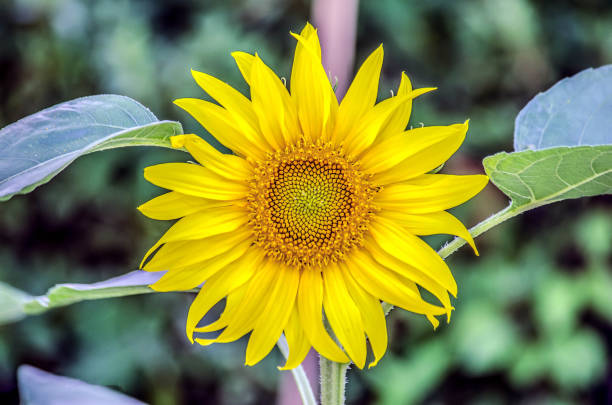 istock The beauty of sunflower... 1073468672