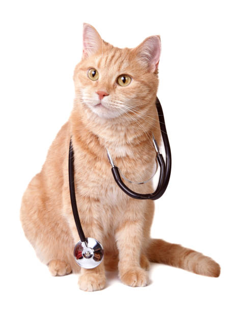 gato de jengibre - vet domestic cat veterinary medicine stethoscope fotografías e imágenes de stock