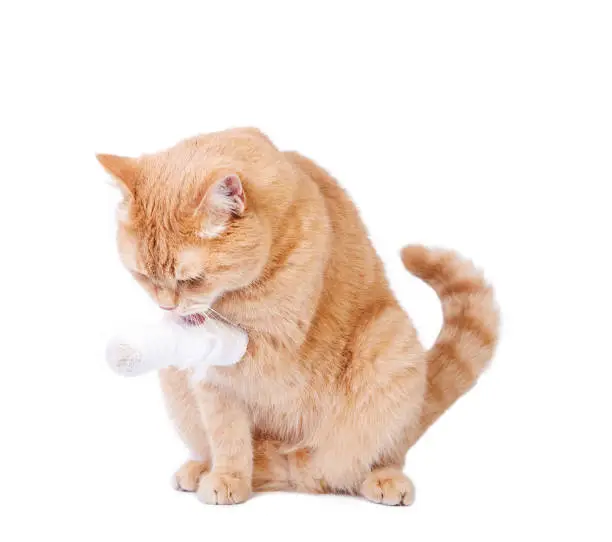 Cute ginger cat with a broken paw. Veterinary concept.