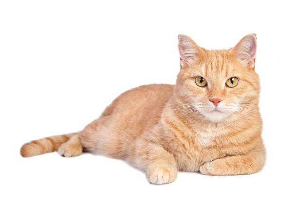 แมวขิง - แมวส้ม ภาพสต็อก ภาพถ่ายและรูปภาพปลอดค่าลิขสิทธิ์