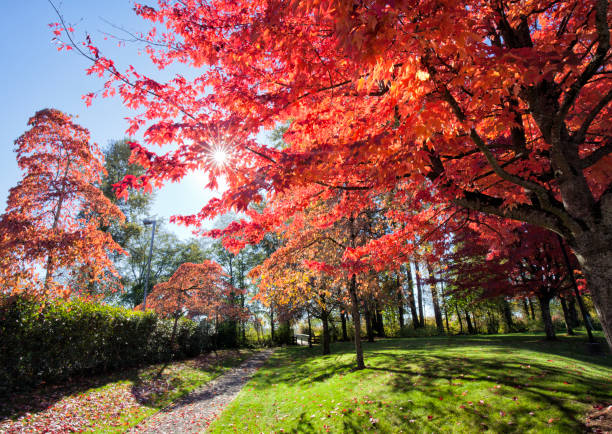 Park in autumn on a sunny afternoon.