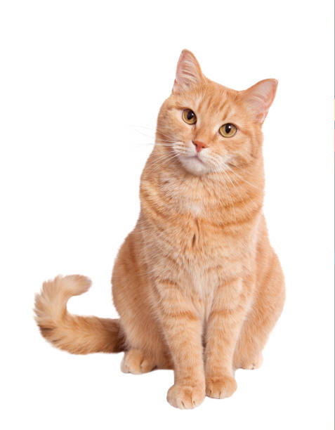 Ginger cat Sitting cute ginger cat, cut out. shorthair cat stock pictures, royalty-free photos & images