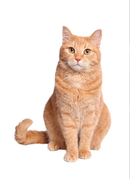 Ginger cat Sitting cute ginger cat, cut out. ginger cat stock pictures, royalty-free photos & images