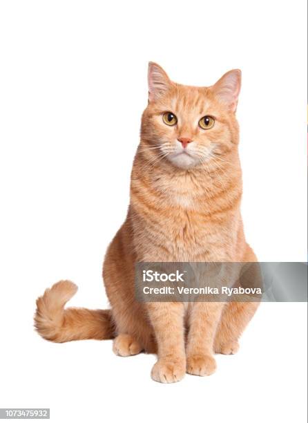 Ginger Cat Stock Photo - Download Image Now - Ginger Cat, White Background, Sitting