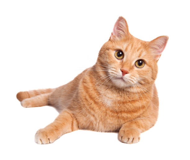 имбирь кошка - лежать на боку стоковые фото и изображения