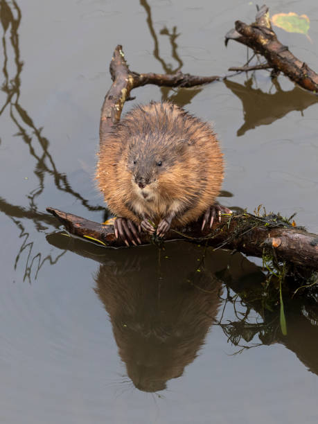 istock Nutria Sitting on Tree Limb in Pond Oregon 1073478770