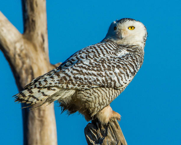 istock Snowy Owl Portrait 1073481576