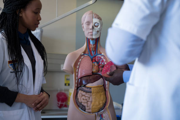 doctor training medical students on the internal organs - mature student learning training computer imagens e fotografias de stock