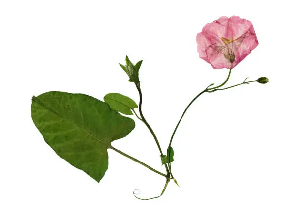 Pressed and dried delicate transparent flowers of bindweed. Isolated on white background. For use in scrapbooking, floristry or herbarium.