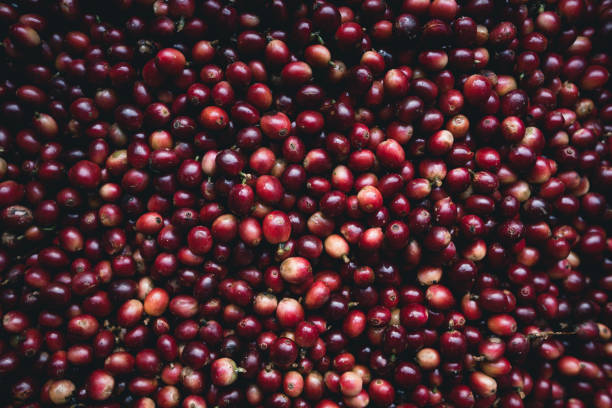 istock Red cherry coffee beans Arabica In nature 1073498806