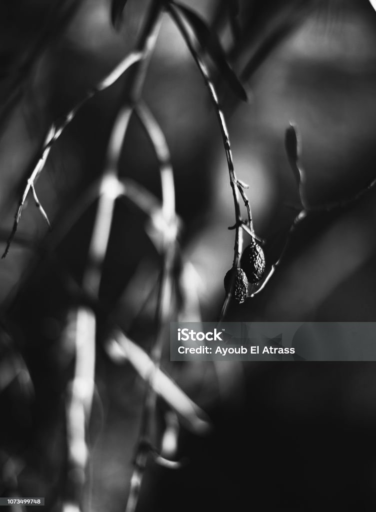 Nature Wallpaper Black And White Backgrounds Stock Photo - Download Image  Now - Black And White, Cut Out, Environmental Issues - iStock