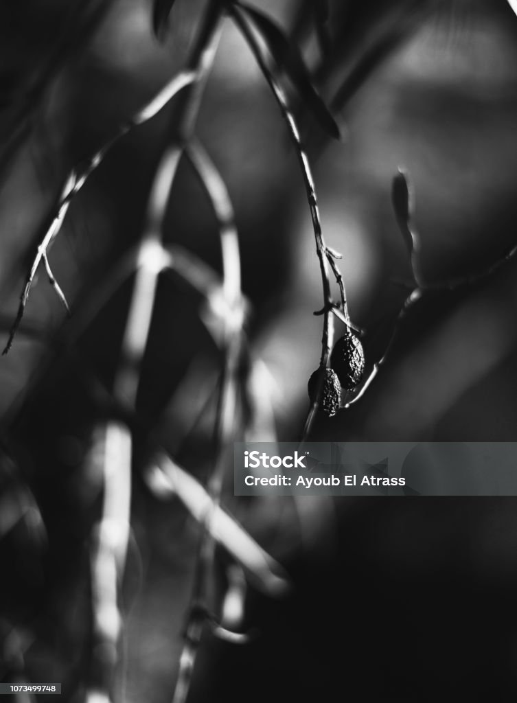 Nature Wallpaper Black And White Backgrounds Stock Photo - Download Image Now - Black And White, Cut Out, Environmental Issues - iStock Nature Wallpaper Black And White Backgrounds Stock Photo - Download Image Now - Black And White, Cut Out, Environmental Issues - iStock