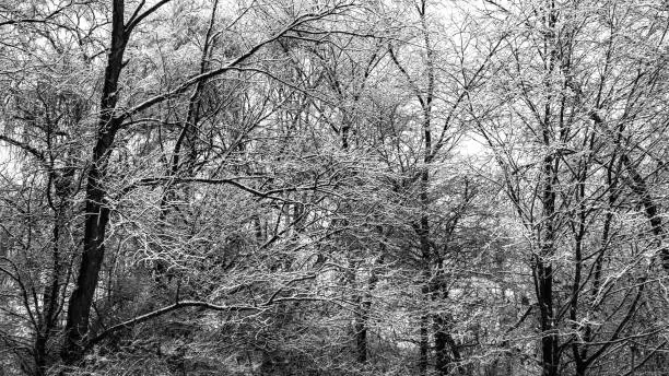 Forest texture in winter. Snow and ice cover the trees and bare branches in this dense woodland scene. Black and white seasonal background with copy space.