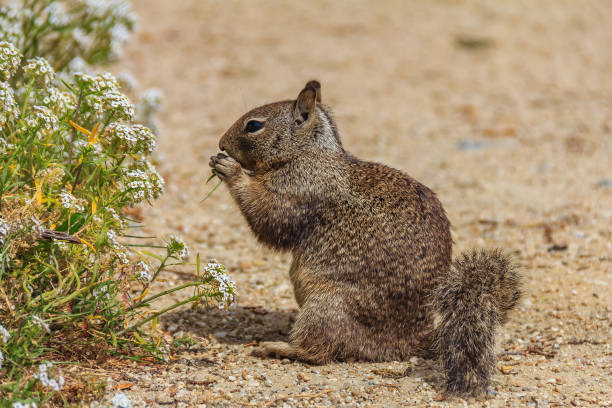 California ground squirrel or Beechey ground squirrel eating a flower in Monterey, California California ground squirrel or Beechey ground squirrel, a common squirrel of the western United States and the Baja California Peninsula eating a flower in Monterey, California california ground squirrel otospermophilus beecheyi stock pictures, royalty-free photos & images