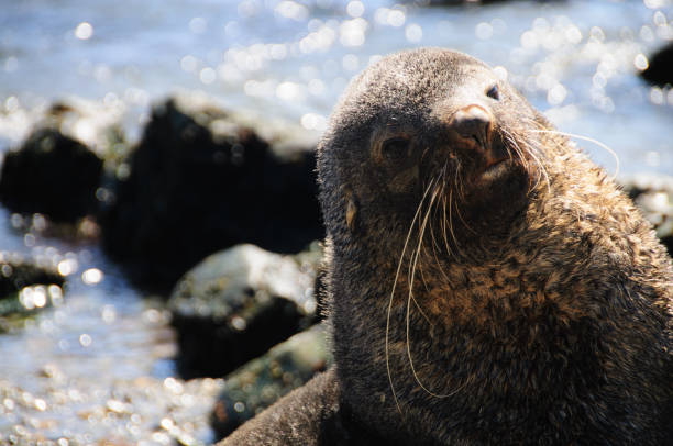 istock Fur Seal at Godthul 1073539150